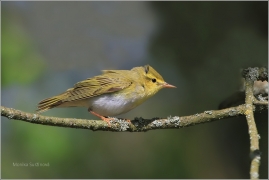 <p>BUDNÍČEK LESNÍ (Phylloscopus sibilatrix) /Wood warbler – Waldlaubsänger/</p>